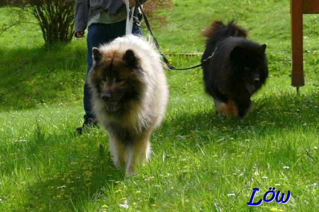 21.4.2025 - Wiesenwalk